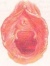 Amho4 500 x 730 240 x 320